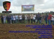 Respon Cepat dan Dekat dengan Masyarakat, Kapolsek Perdagangan Hadiri Penanaman Perdana Jagung di Lahan 72,5 H PTPN IV Bandar Betsy