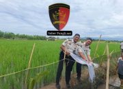 Optimalkan Lahan SAE, Lapas Banyuwangi Tebar 2.000 Benih Ikan Nila