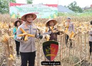 Polrestabes Semarang Dukung Swasembada Pangan 2026 Lewat Panen Raya Jagung Serentak Kuartal I
