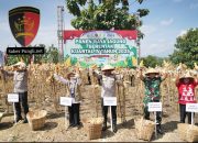 Sukseskan Ketahanan Pangan Nasional, Polda Jateng Dan Petani Panen 690 Hektar Lahan Jagung Di Kabupaten Semarang