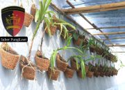 Bekali Masa Depan, Lapas Banyuwangi Kembangkan Kemandirian Warga Binaan Lewat Budidaya Anggrek