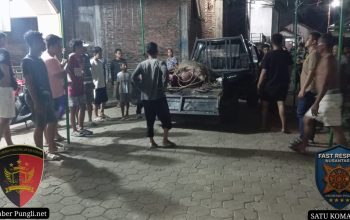 Kerbau Kurban Lepas di Kudus, Seruduk 2 Pemotor hingga Dilumpuhkan Polisi