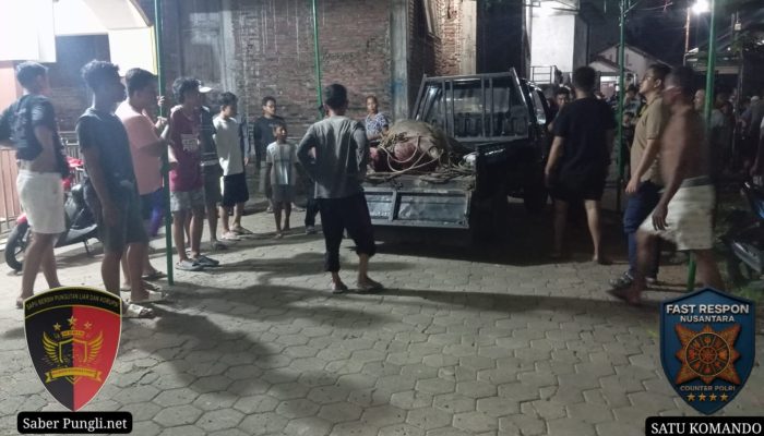 Kerbau Kurban Lepas di Kudus, Seruduk 2 Pemotor hingga Dilumpuhkan Polisi