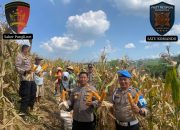 Dukung Swasembada Pangan 2026, Polsek Dawe Dampingi Panen Jagung 150 Ton di Lahan Pertanian Kandangmas