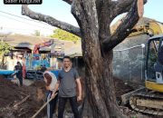Selamatkan Pohon Nagasari Ratusan Tahun ,Evakuasi libatkan Ahli dari Balai Perbenihan dan komunitas Bonsai Jogja