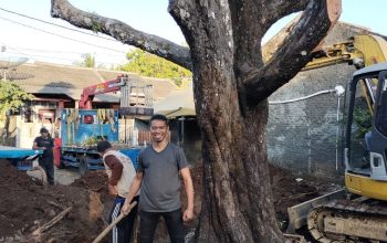 Selamatkan Pohon Nagasari Ratusan Tahun ,Evakuasi libatkan Ahli dari Balai Perbenihan dan komunitas Bonsai Jogja