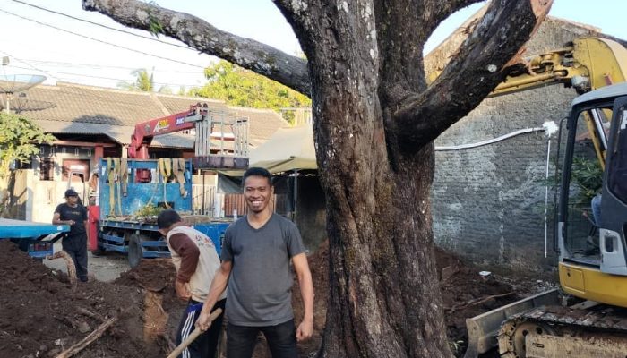 Selamatkan Pohon Nagasari Ratusan Tahun ,Evakuasi libatkan Ahli dari Balai Perbenihan dan komunitas Bonsai Jogja