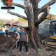 Selamatkan Pohon Nagasari Ratusan Tahun ,Evakuasi libatkan Ahli dari Balai Perbenihan dan komunitas Bonsai Jogja