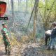 Semak Belukar Hutan Geyer Terbakar Petugas Gabungan Padamkan Api Dengan Alat Seadanya