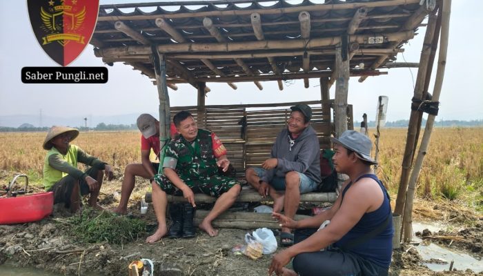 PERERAT SILATURAHMI, BABINSA DESA KARANGSARI LAKSANAKAN KOMSOS BERSAMA PETANI BAWANG