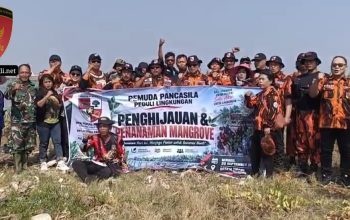 Pemuda Pancasila Semarang Bergerak, Tanam Mangrove di Pulau Tirang untuk Jaga Ekosistem Pesisir
