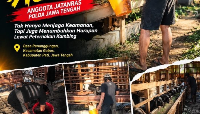 Di Balik Kesibukan Jatanras Polda Jateng, Aipda Agus H Tekuni Ternak Kambing di Pati